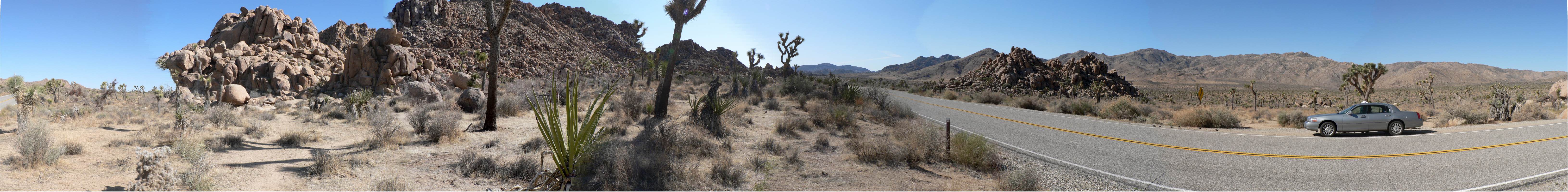 Joshua-Tree1