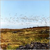 Click to enlarge Photo of the Drive & Cruise from Kirkenes to North Cape (Nordkapp) through kjollefjord, Gamvik, Mehmann and Honningsvag.