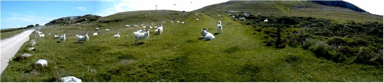 View of the Great Orme's Goats (originally from Persia) - Presented to Queen Victoria by the Shah - Saturday 13th July 2002