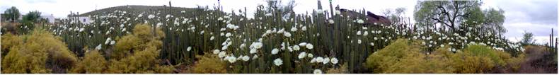 Flowering cactus trees the morning after heavy rainfall on the Outshoorn to Kango Caves Road, and opposite the Deopstal Lodge Hotel