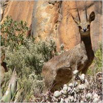 Click to enlarge photo from our 3000Mile tour of South Africa - Jan/Feb 2009