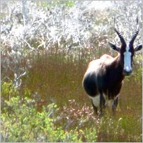 Click to enlarge photo from our 3000Mile tour of South Africa - Jan/Feb 2009