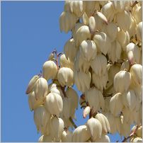 Click to enlarge photo from our 3000Mile tour of South Africa - Jan/Feb 2009