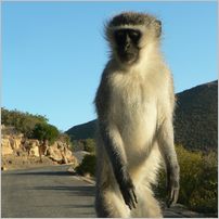 Click to enlarge photo from our 3000Mile tour of South Africa - Jan/Feb 2009