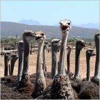 Click to enlarge photo from our 3000Mile tour of South Africa - Jan/Feb 2009