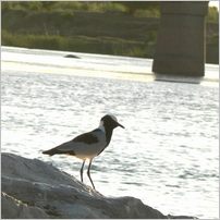 Click to enlarge photo from our 3000Mile tour of South Africa - Jan/Feb 2009