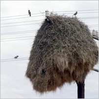 Click to enlarge photo from our 3000Mile tour of South Africa - Jan/Feb 2009