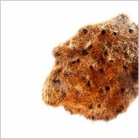 Click to enlarge photo from our 3000Mile tour of South Africa - Jan/Feb 2009