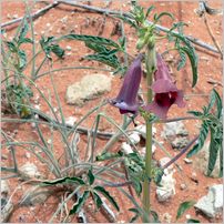 Click to enlarge photo from our 3000Mile tour of South Africa - Jan/Feb 2009