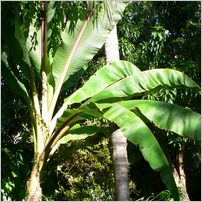 Click to enlarge photo from our 3000Mile tour of South Africa - Jan/Feb 2009