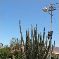 Click to enlarge photo from our 3000Mile tour of South Africa - Jan/Feb 2009