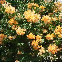 Click to enlarge photo from our 3000Mile tour of South Africa - Jan/Feb 2009