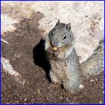 Click to enlarge Valentina's Photo from South Rim Grand Canyon and Joshua Tree National Parks.