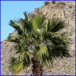 Click to enlarge Valentina's Photo from South Rim Grand Canyon and Joshua Tree National Parks.