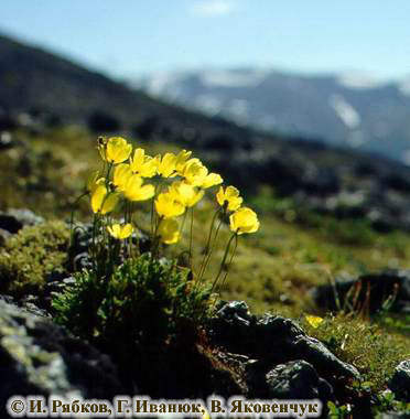 sm39.jpg (26529 bytes)