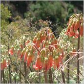 Click to enlarge photo - South Africa - Cape Town to Grahamstown and back - 2000 miles.