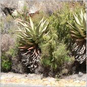 Click to enlarge photo - South Africa - Cape Town to Grahamstown and back - 2000 miles.