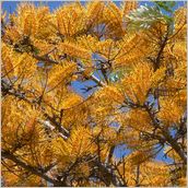 Click to enlarge photo - South Africa - Cape Town to Grahamstown and back - 2000 miles.