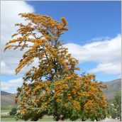 Click to enlarge photo - South Africa - Cape Town to Grahamstown and back - 2000 miles.