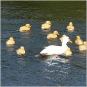 Click to enlarge photo - South Africa - Cape Town to Grahamstown and back - 2000 miles.