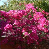 Click to enlarge photo - South Africa - Cape Town to Grahamstown and back - 2000 miles.