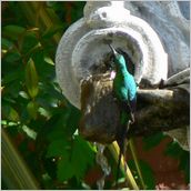 Click to enlarge photo - South Africa - Cape Town to Grahamstown and back - 2000 miles.