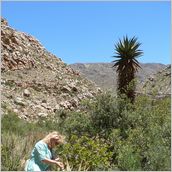 Click to enlarge photo - South Africa - Cape Town to Grahamstown and back - 2000 miles.