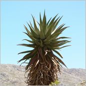 Click to enlarge photo - South Africa - Cape Town to Grahamstown and back - 2000 miles.