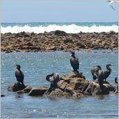 Click to enlarge photo - South Africa - Cape Town to Grahamstown and back - 2000 miles.