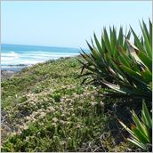 Click to enlarge photo - South Africa - Cape Town to Grahamstown and back - 2000 miles.