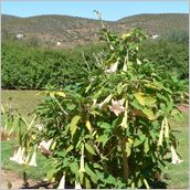 Click to enlarge photo - South Africa - Cape Town to Grahamstown and back - 2000 miles.