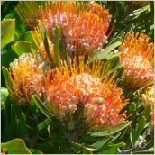 Click to enlarge photo - South Africa - Cape Town to Grahamstown and back - 2000 miles.