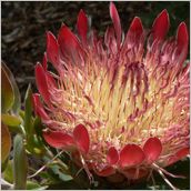 Click to enlarge photo - South Africa - Cape Town to Grahamstown and back - 2000 miles.