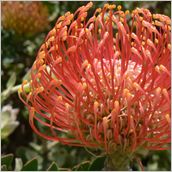 Click to enlarge photo - South Africa - Cape Town to Grahamstown and back - 2000 miles.