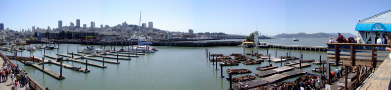 View from Pier 30 across the San Francisco City and the Seals basking in the sunshine.