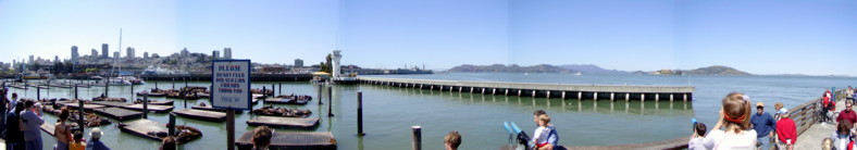 San Francisco Bay - Pier 39 with the Sea Lions basking in the sun!
