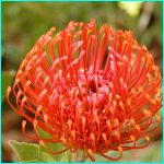 Click to Enlarge South African Photo]