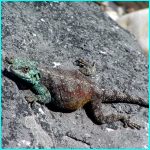 Click to Enlarge South African Photo]