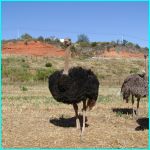 Click to Enlarge South African Photo]