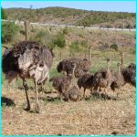 Click to Enlarge South African Photo]