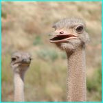 Click to Enlarge South African Photo]