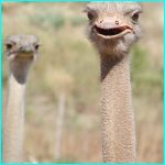 Click to Enlarge South African Photo]