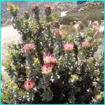 Click to Enlarge South African Photo]