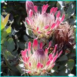 Click to Enlarge South African Photo]