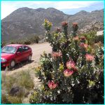 Click to Enlarge South African Photo]