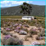 Click to Enlarge South African Photo]
