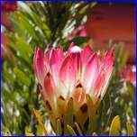 Click to enlarge image