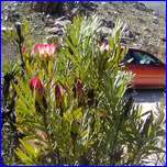 Click to enlarge image