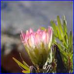 Click to enlarge image