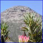 Click to enlarge image